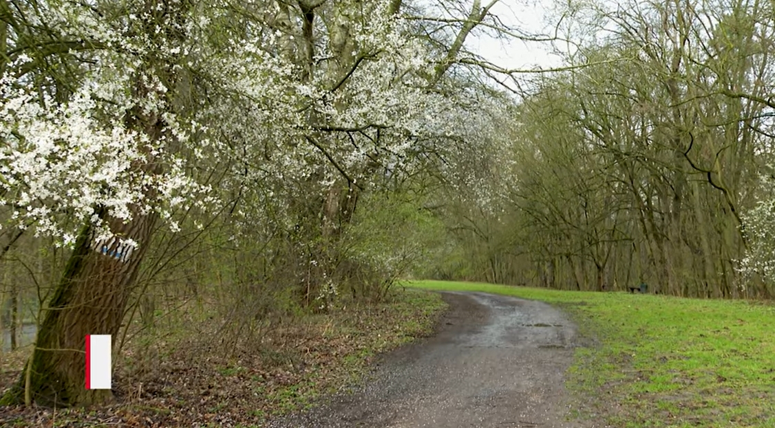 Są plany a przedłużenie Wartostrady. 1000 drzew pójdzie pod topór?