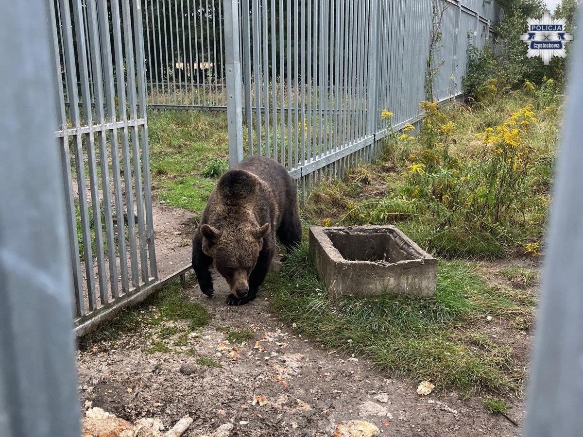 Niedźwiedzica trafiła do poznańskiego ZOO. Jej właściciel stanie przed sądem