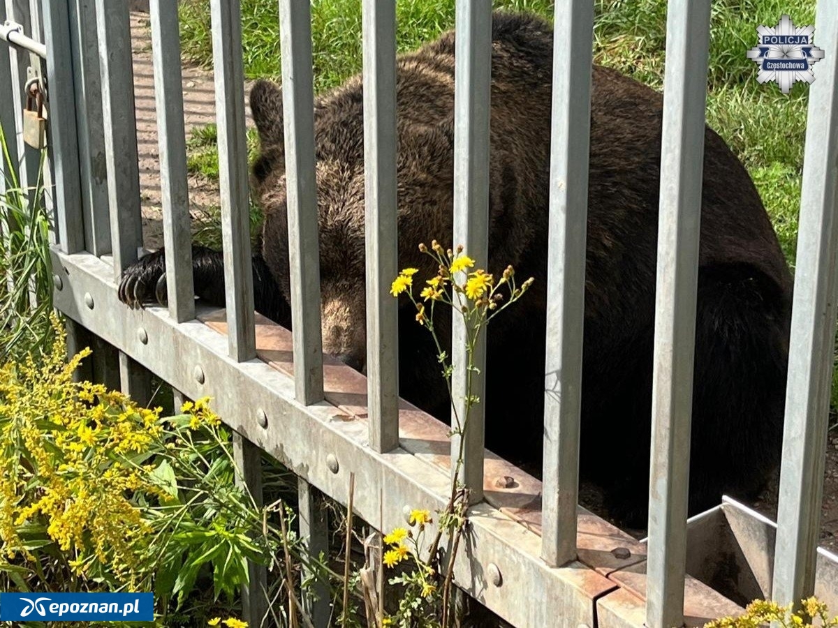 Niedźwiedzica w swoim dawnym domu | fot. Policja