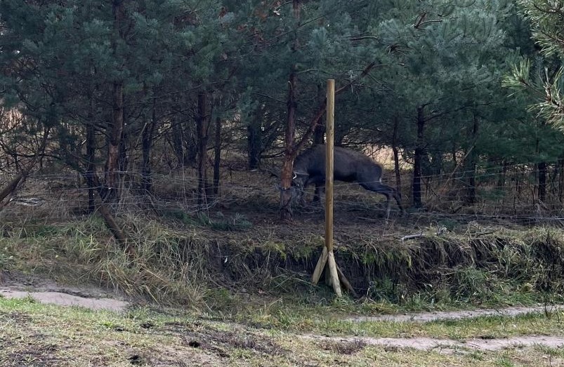 Jeleń zaplątał się w siatkę ogrodzeniową na Morasku. Udało się go uratować