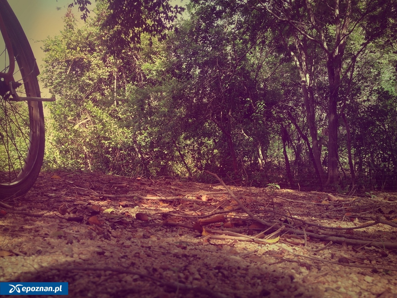 Wielkopolski Park Narodowy zamyka szlak!