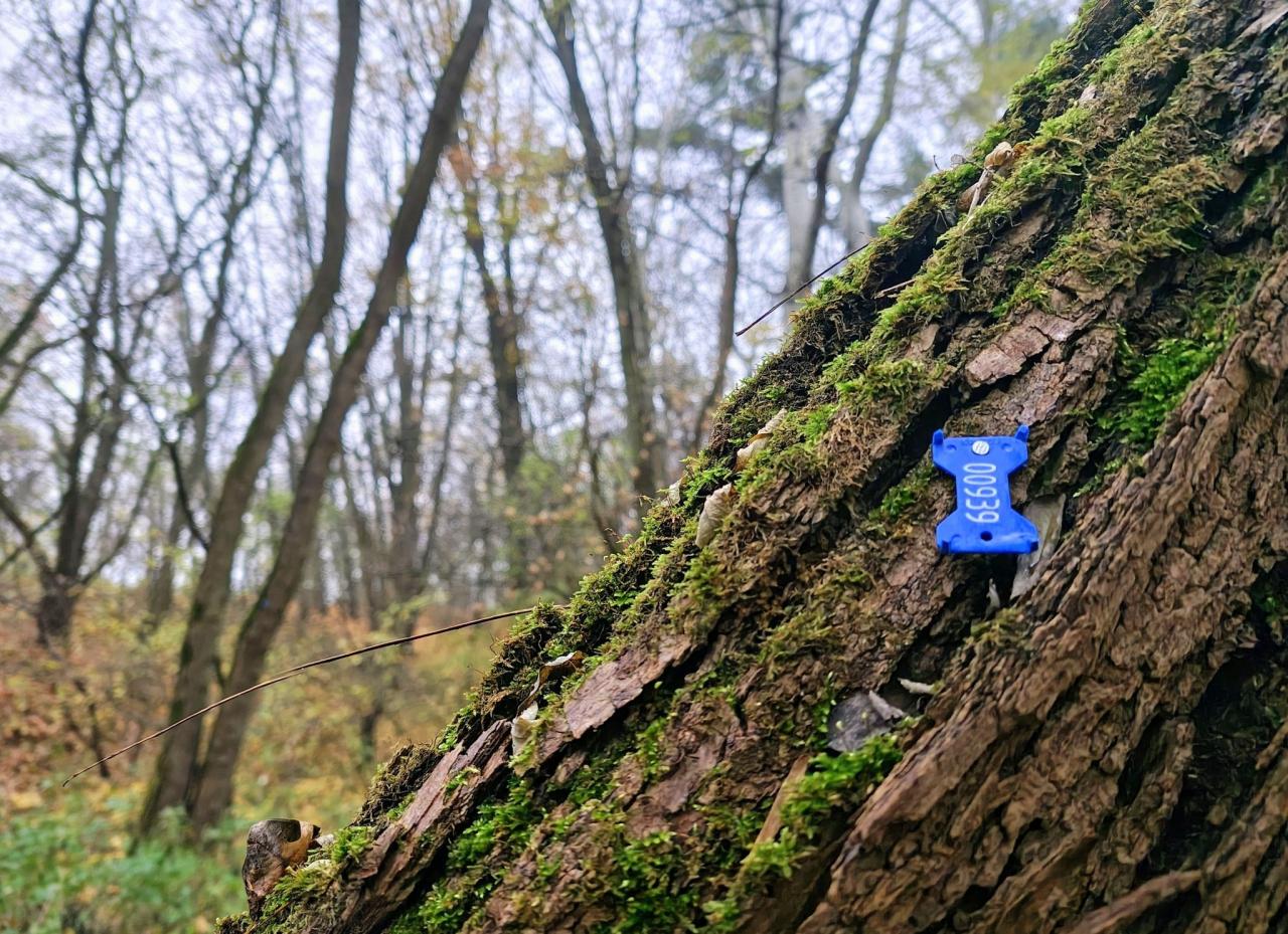 Oznakowane drzewa na Dębinie. Miasto tłumaczy się modernizacją wałów przeciwpowodziowych, mieszkańcy boją się, iż chodzi o nowy odcinek Wartostrady