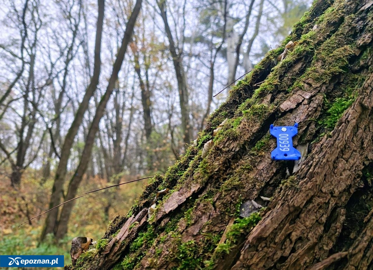 fot. Dzika Dębina FB