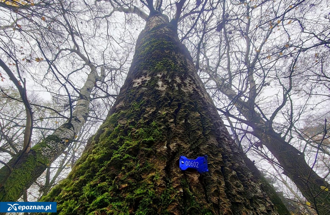 fot. Dzika Dębina FB