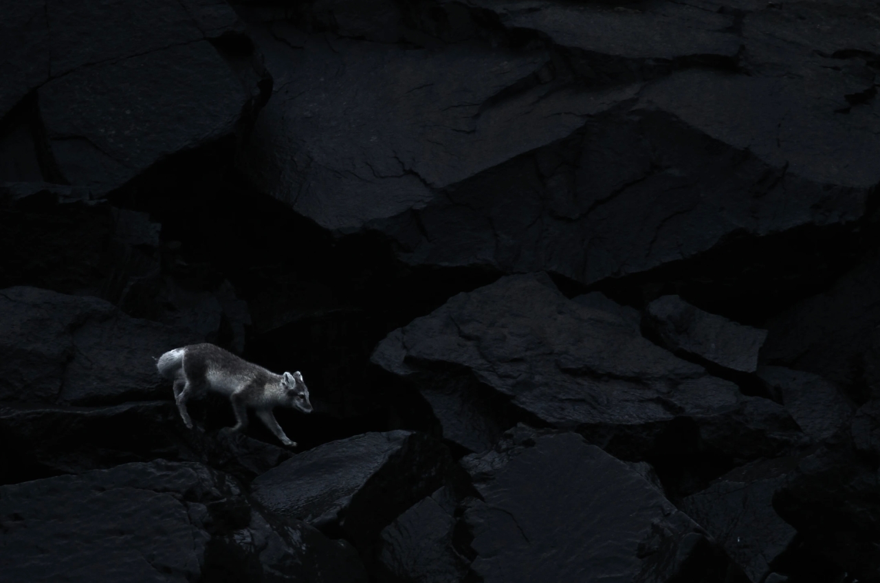 Uczeń poznańskiego liceum z szansą na wyróżnienie National Geographic. Każdy może zagłosować!