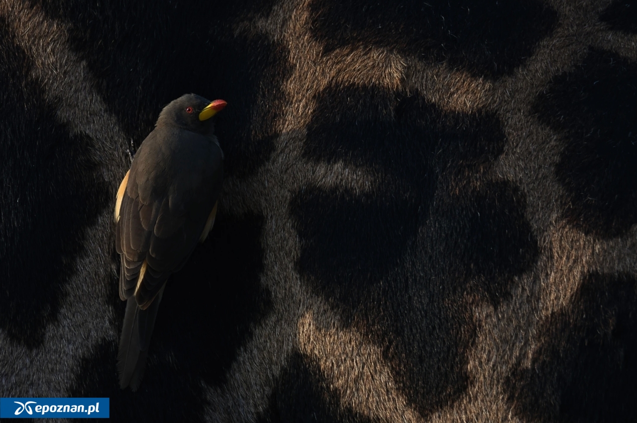Szwedzki stół | fot. Gabriel Jawień / National Geographic