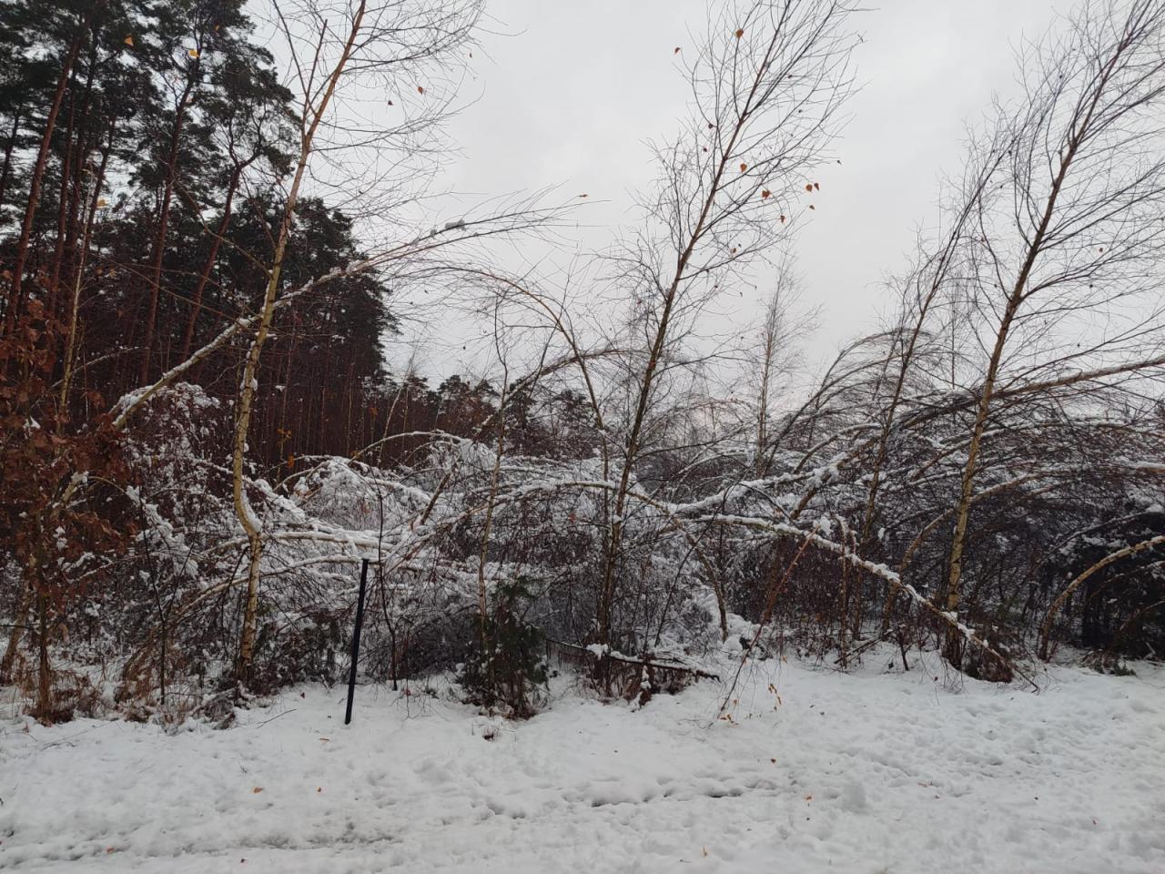 Duże niebezpieczeństwo w lasach. Jest apel!