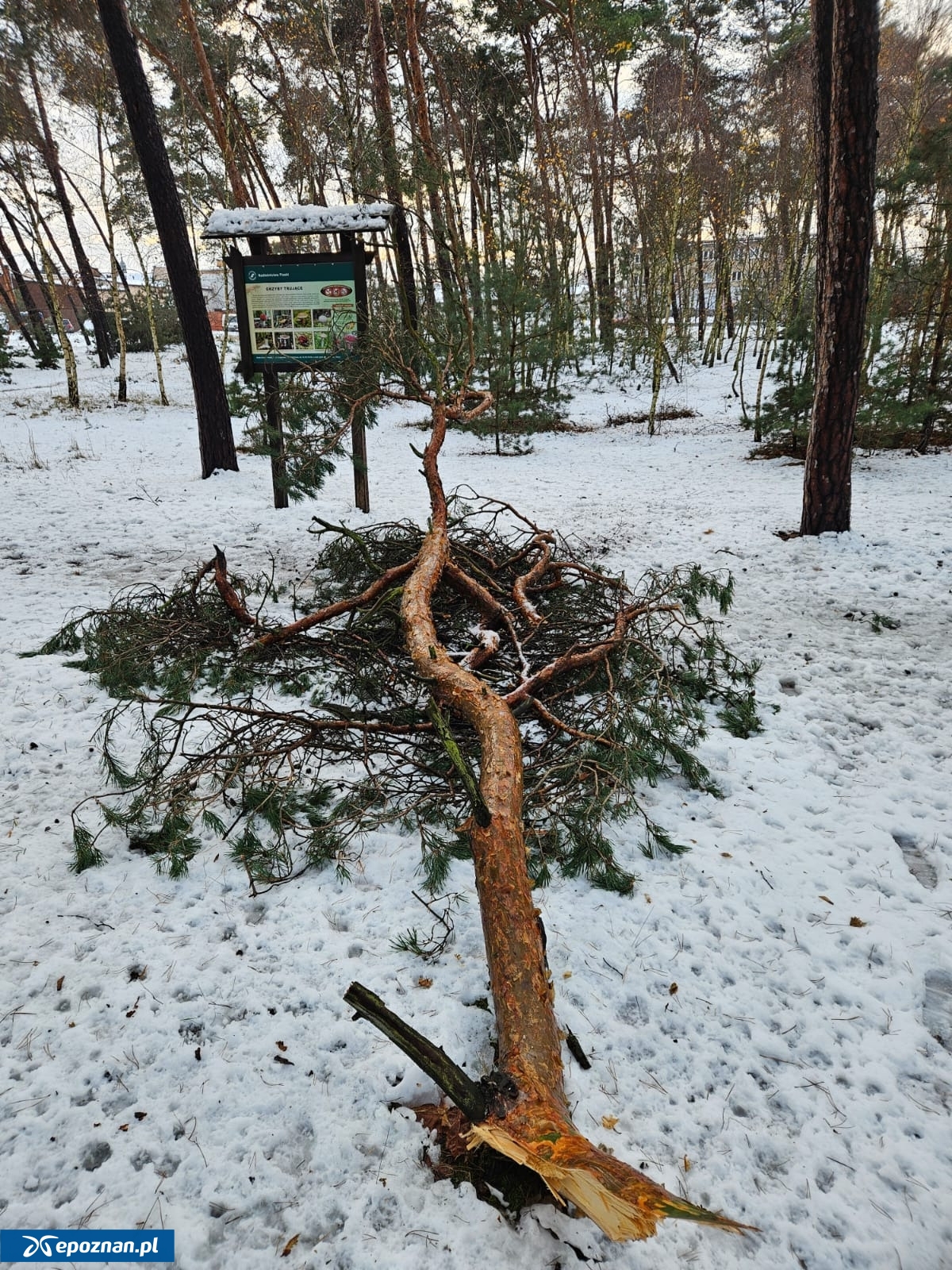 fot. Regionalna Dyrekcja Lasów Państwowych w Poznaniu / FB