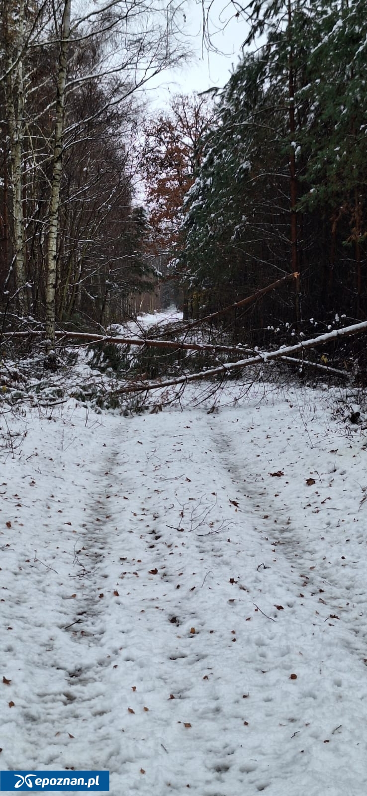 fot. Regionalna Dyrekcja Lasów Państwowych w Poznaniu / FB