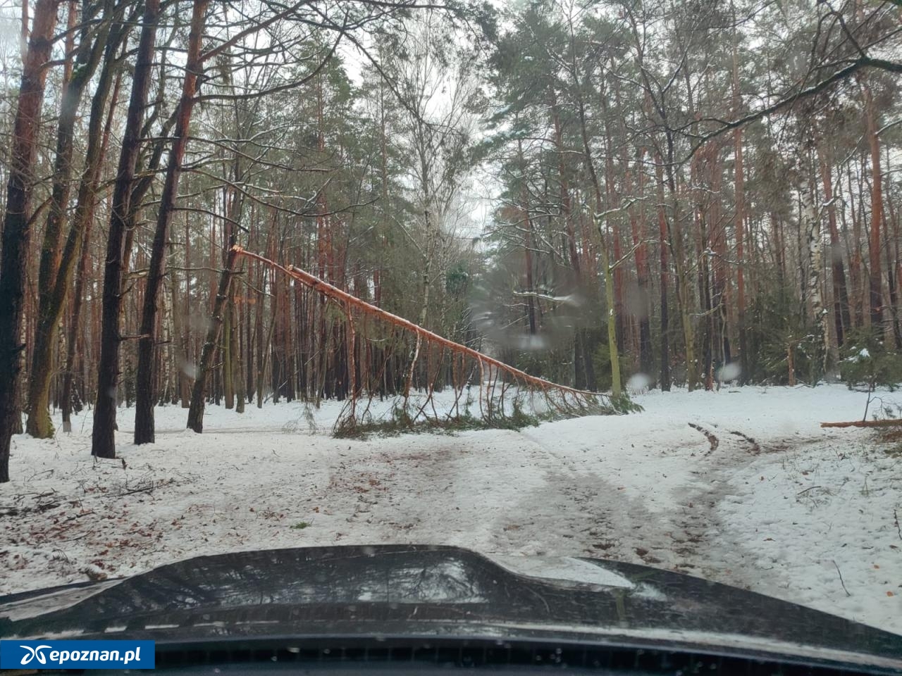 fot. Regionalna Dyrekcja Lasów Państwowych w Poznaniu / FB