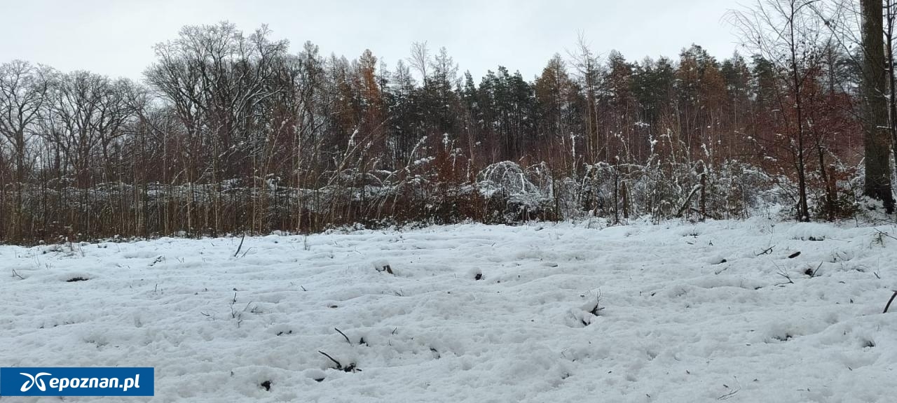 fot. Regionalna Dyrekcja Lasów Państwowych w Poznaniu / FB