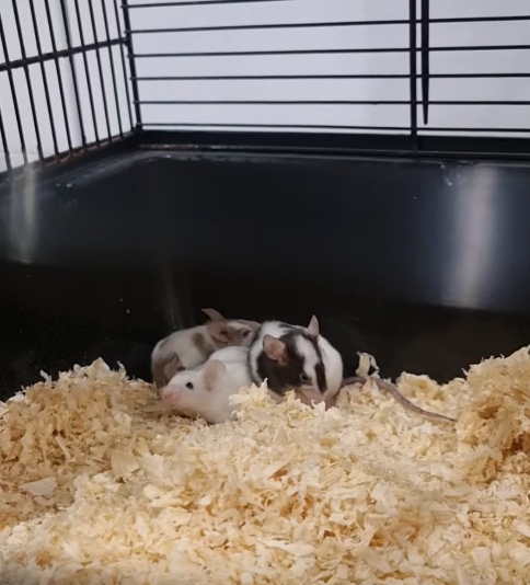 Jest apel poznańskiego schroniska. Potrzebna jest pomoc!