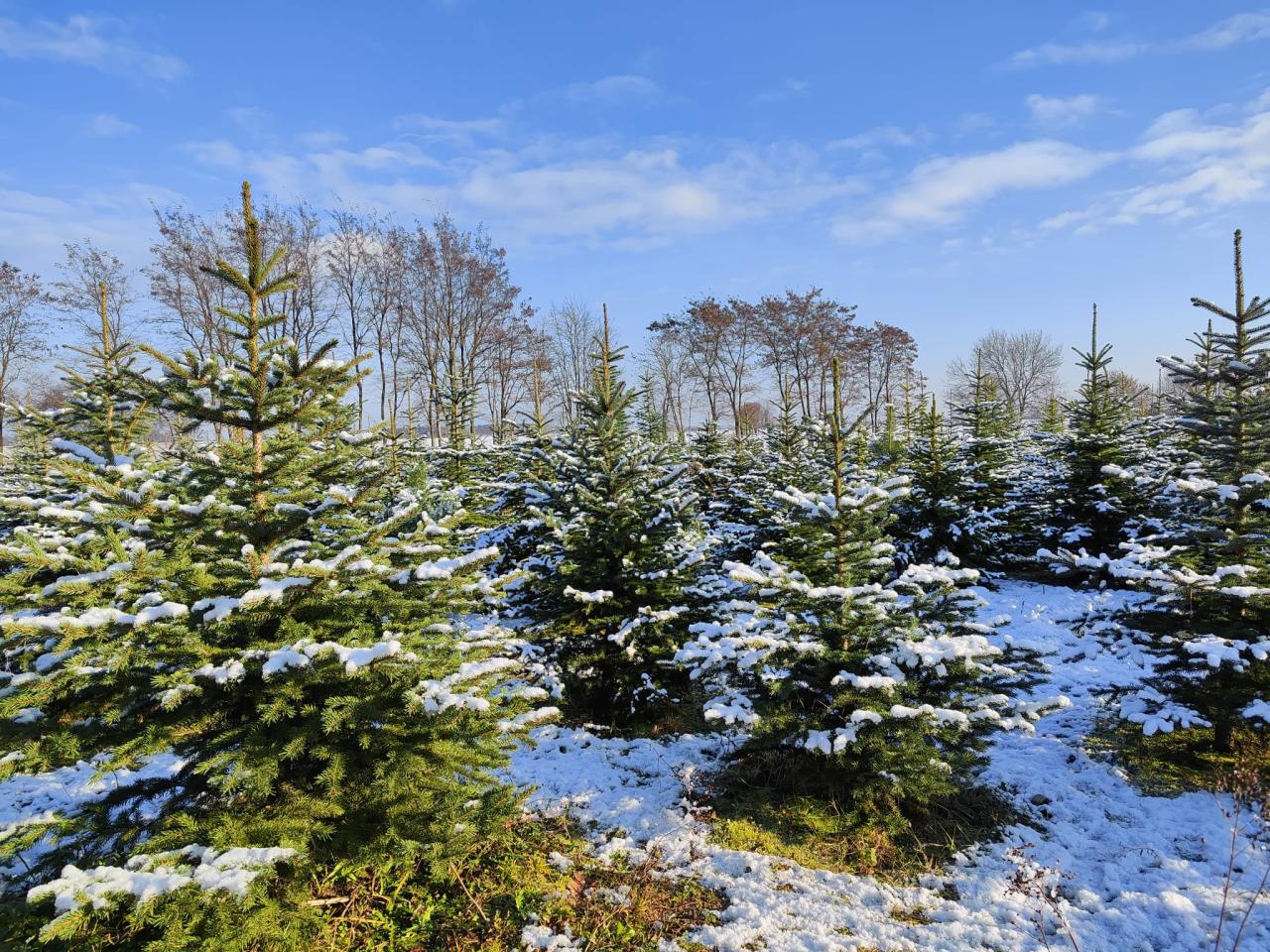 Znów będzie można kupić choinkę prosto z lasu. Jest siedemnaście takich miejsc