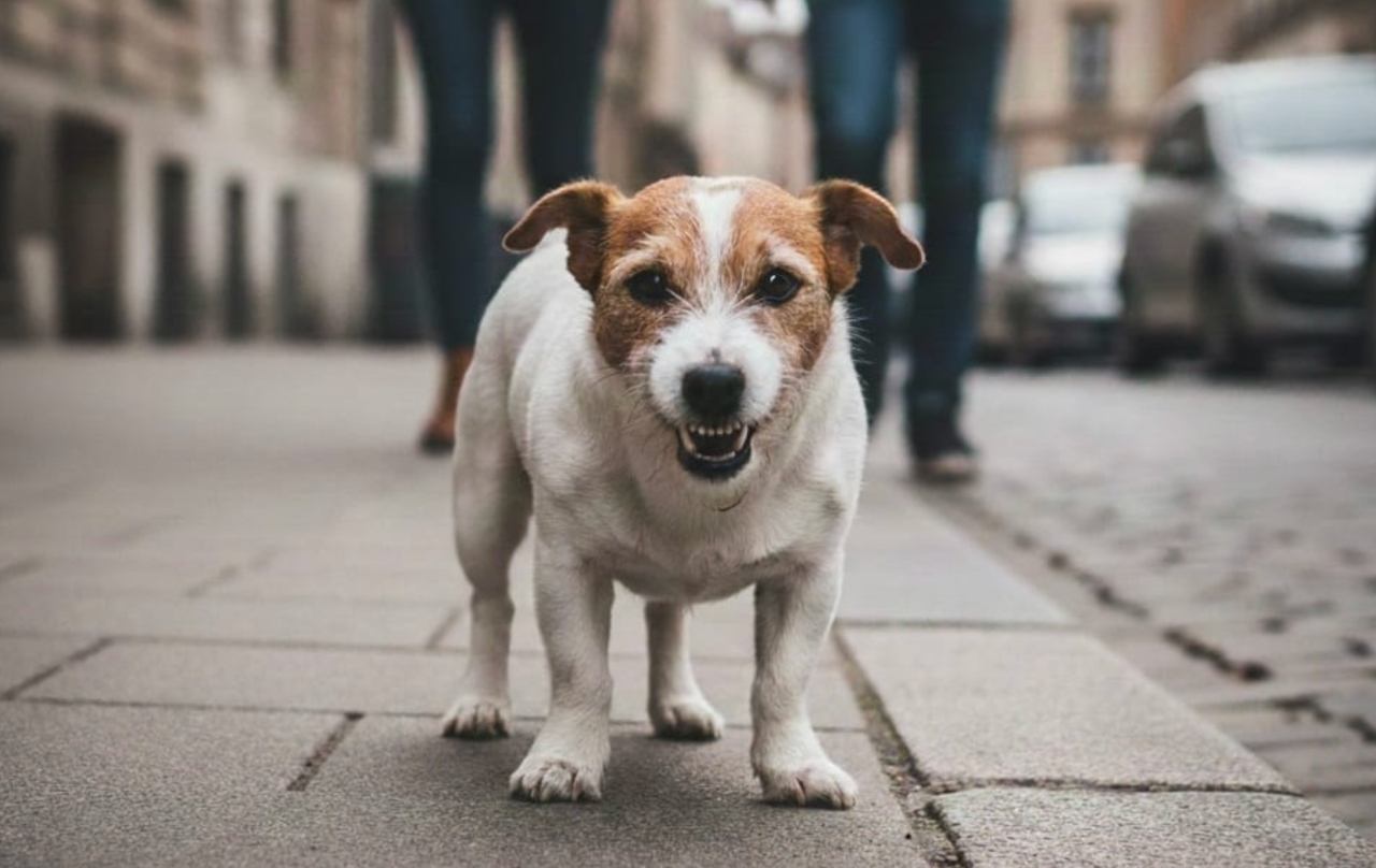 Region. Biegał po ulicy, gryzł i niszczył ubrania przypadkowym osobom. "Właścicielka psa obserwowała zajście z okna"