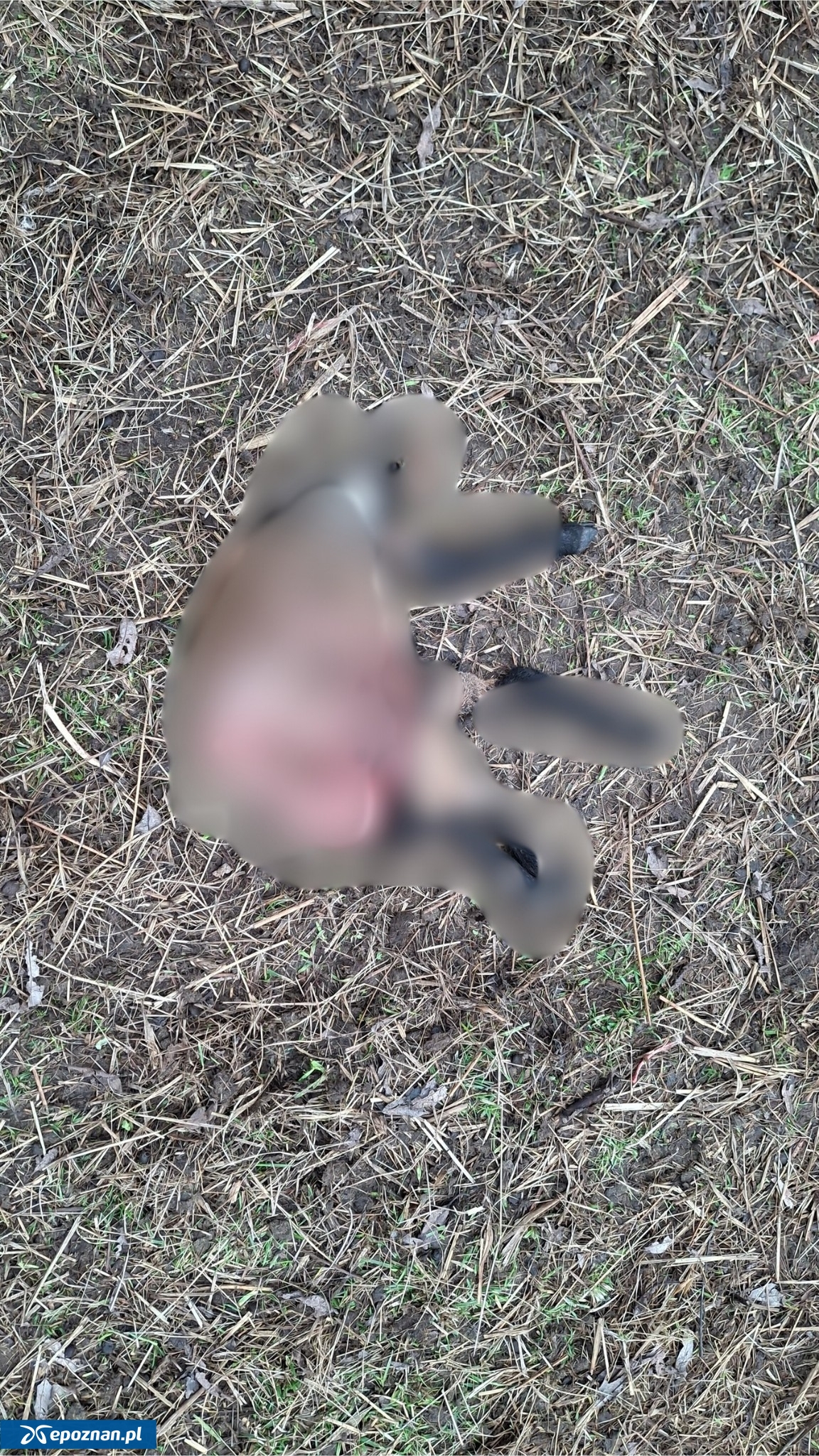 fot. Celmerówka / FB