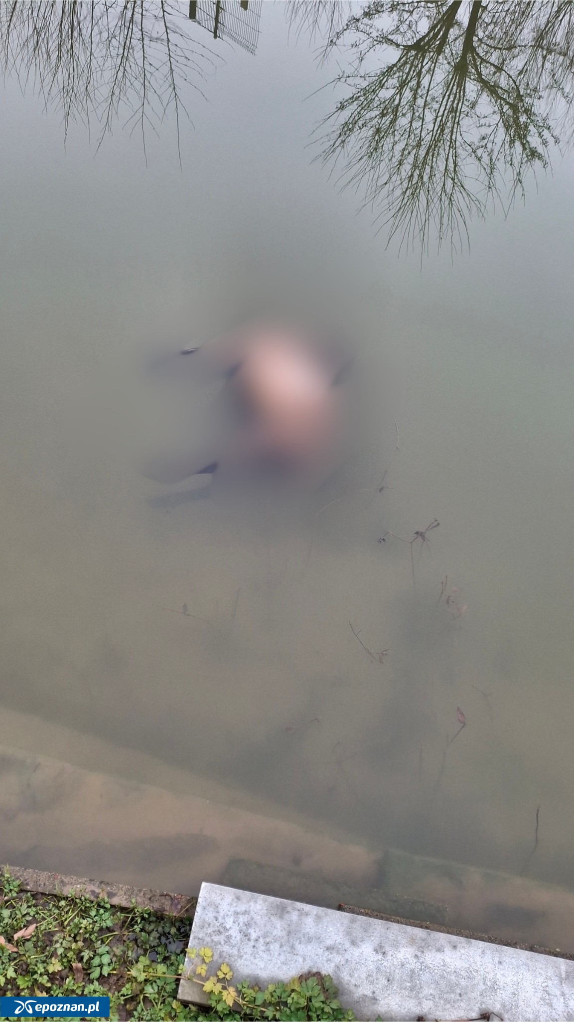 fot. Celmerówka / FB