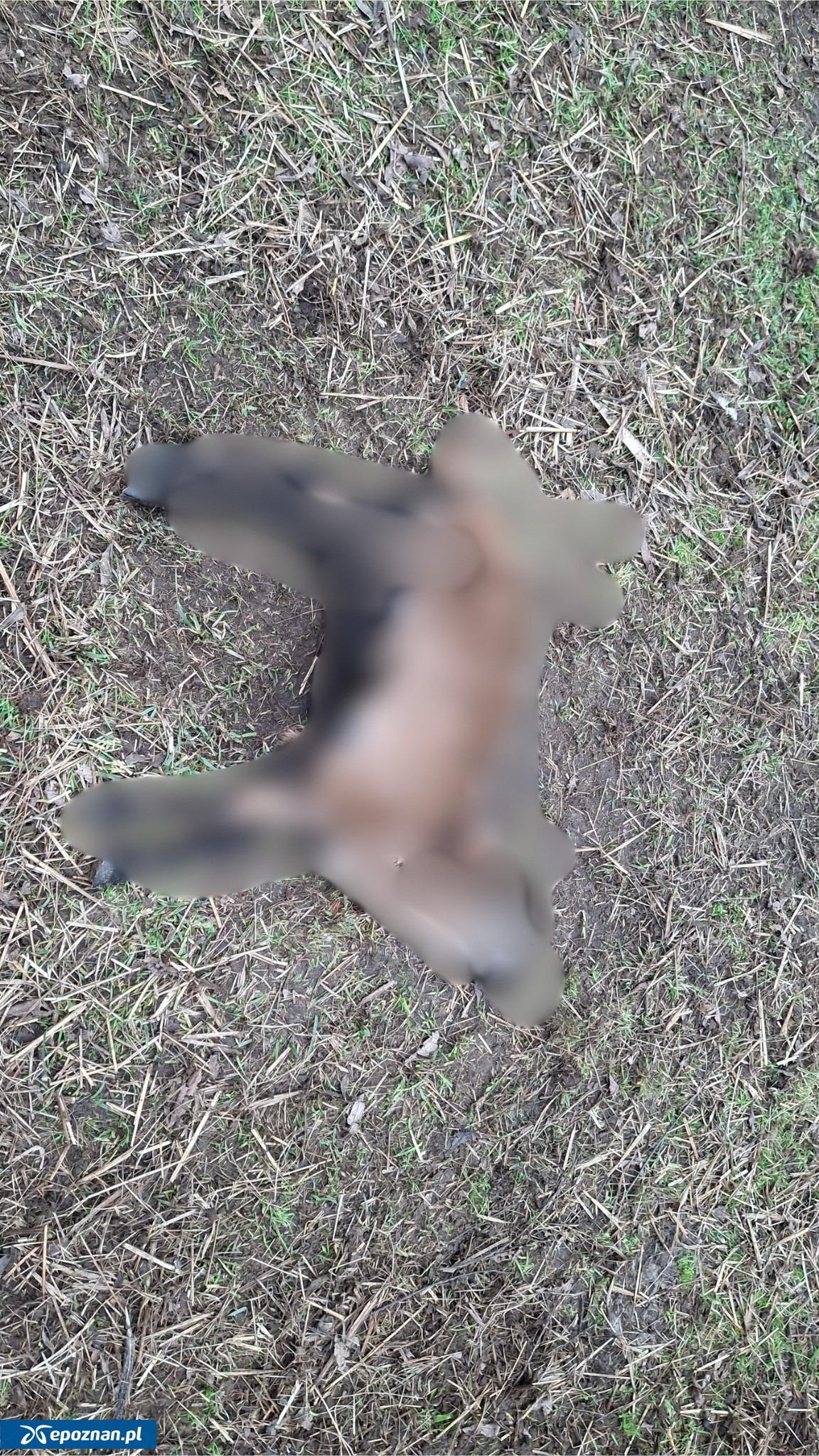 fot. Celmerówka / FB