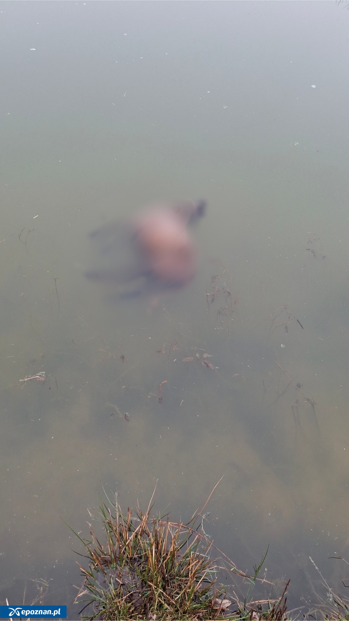 fot. Celmerówka / FB