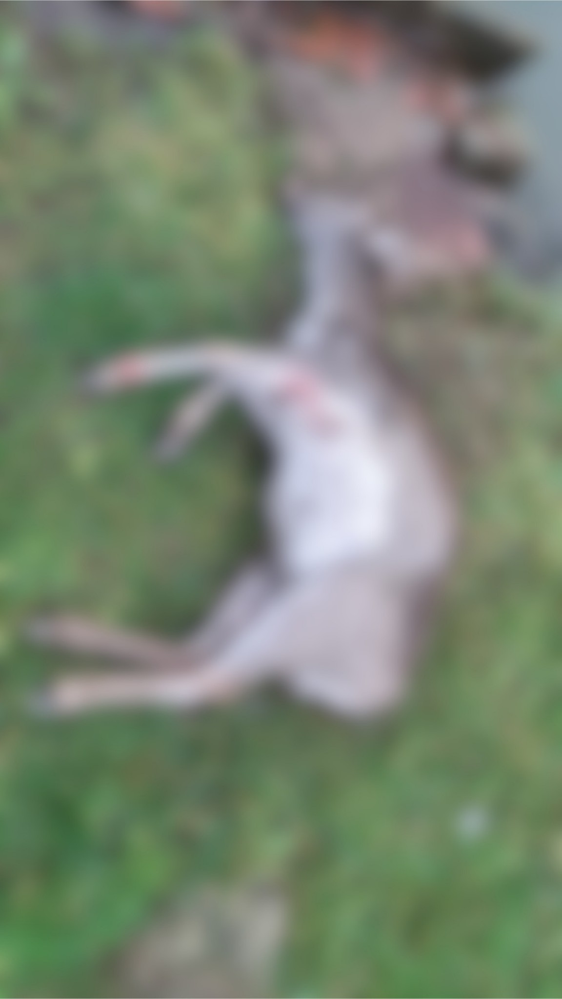 Drastyczne sceny w gospodarstwie agroturystycznym w regionie. "Nasze owce i daniele zostały brutalnie pozagryzane"