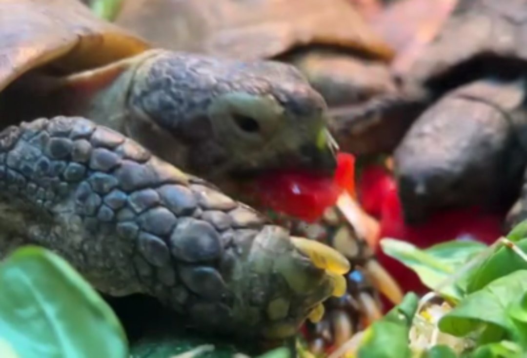 Poznańskie ZOO opublikowało film z karmienia żółwi. Internauci zwrócili uwagę na ich zły stan. Wezwali na pomoc podwarszawski ośrodek. "Serce nam pękło"