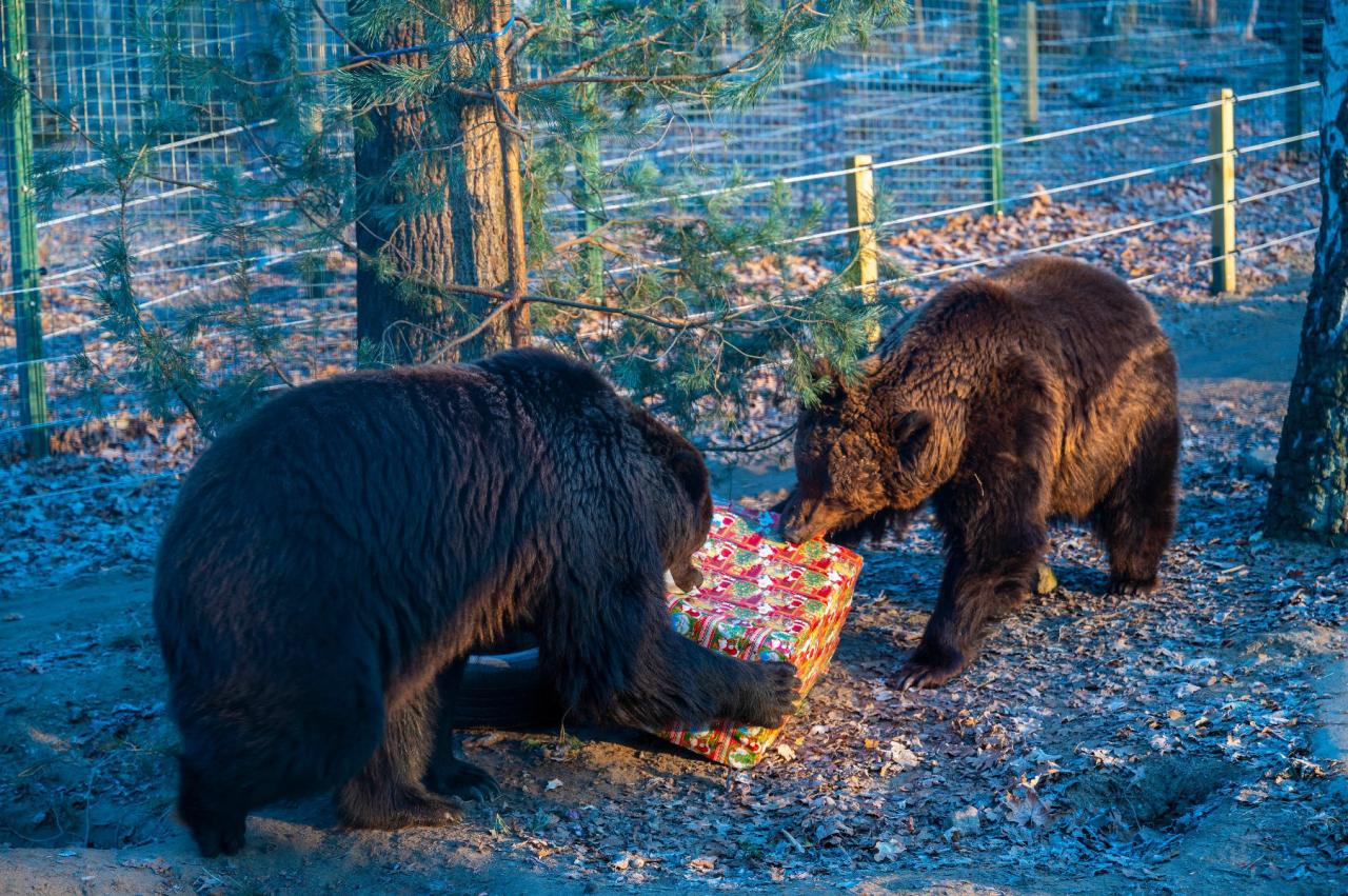 Wyjątkowa "Gwizdka" w poznańskim ZOO. Pomagając, będzie można zdobyć voucher