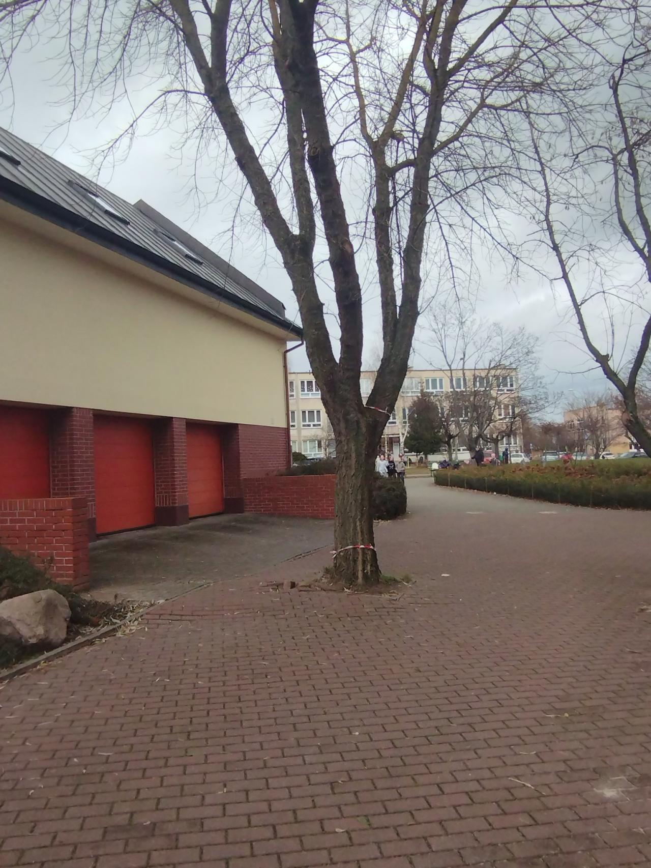 Winogrady. Administracja osiedla chce wyciąć drzewo na prośbę proboszcza, bo blokuje wjazd do garażu na plebanii. Mieszkanka oburzona