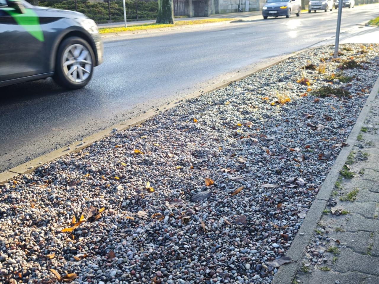 Afera pod Poznaniem. Zasadzili nowe sadzonki drzew, ktoś je ukradł