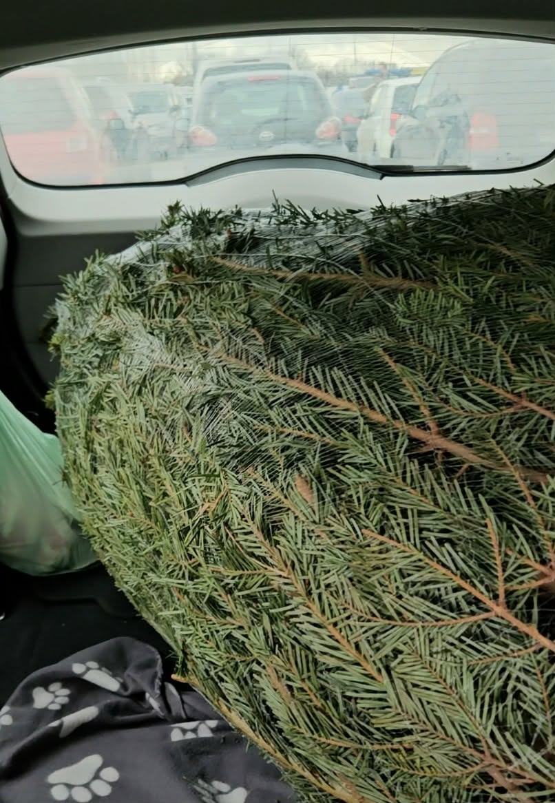 Wielkopolska policja przypomina, jak w prawidłowy sposób przewozić choinkę samochodem. Można dostać słony mandat!