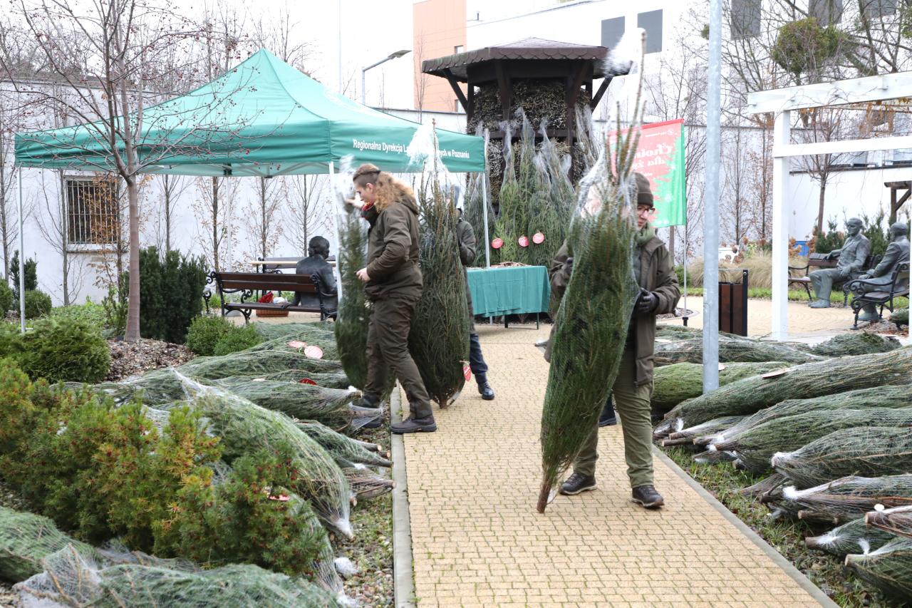 W środę w dwóch miejscach w Poznaniu można dostać choinkę. Trzeba spełnić jeden warunek