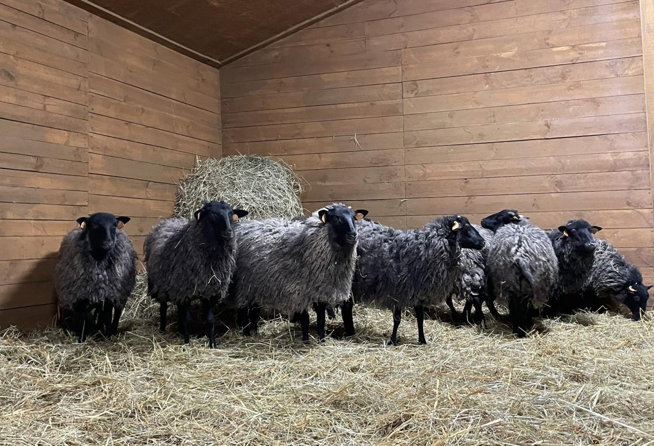 Pionierski projekt poznańskich naukowców. Pierwszy taki w Polsce i może na świecie