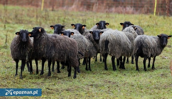 fot. dr inż. Marcin Zwchwieja - OneHealth Polska