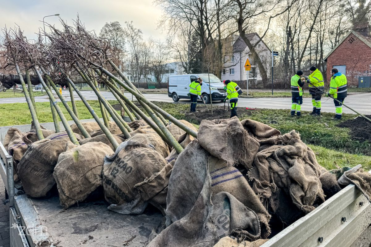 W Poznaniu będą rosły kolejne drzewa. Prace wciąż trwają