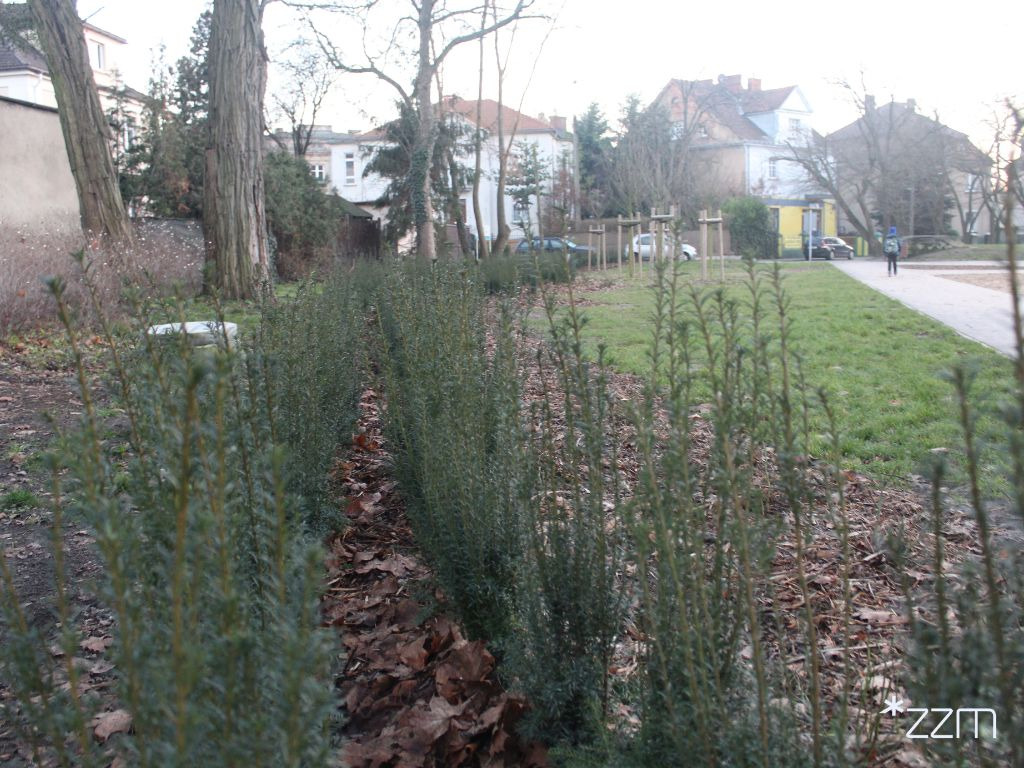 Nowość na poznańskim skwerze. Będzie tu labirynt