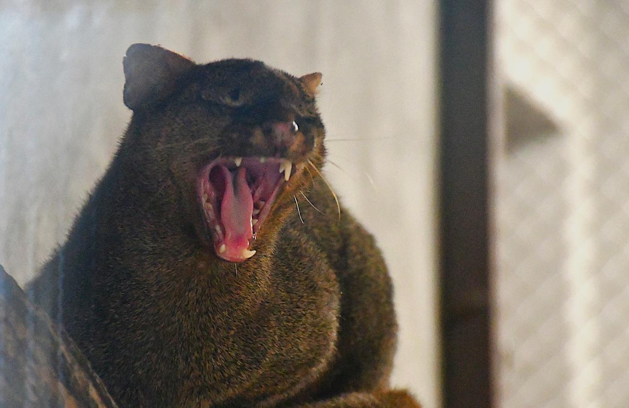 Poznańskie ZOO ma nową mieszkankę. Przyjechała do nas z Francji