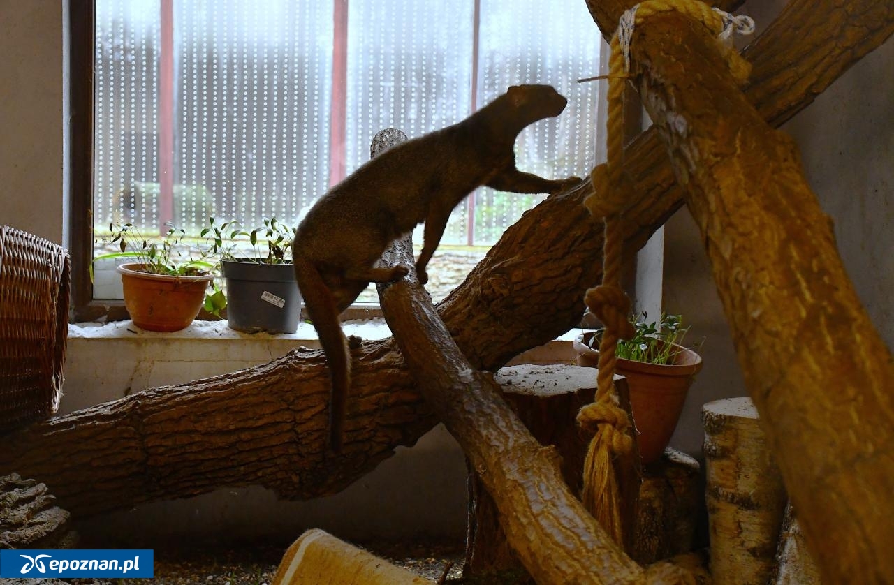 fot. ZOO Poznań