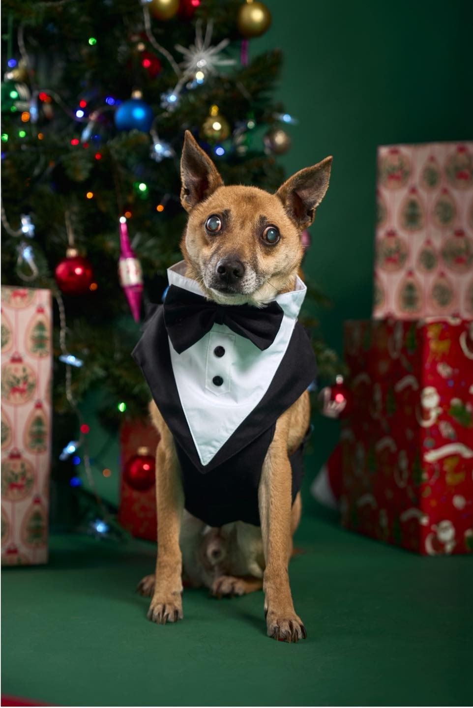 "Wigilijna opowieść" o Zefirze z ostrowskiego schroniska zakończona przedświątecznym cudem. "Oczy nam się naprawdę pocą"