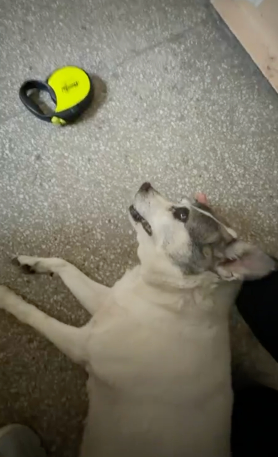 Koszmarny wypadek w "desce" na osiedlu Piastowskim. Smycz utknęła w drzwiach windy i dusiła psa, zwierzę uratowano po reanimacji przeprowadzonej przez sąsiada