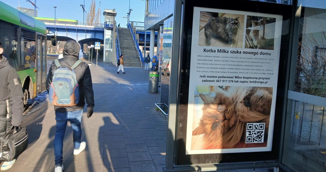 Nietypowa reklama na poznańskim przystanku. Szukają nowego domu dla kotki-seniorki