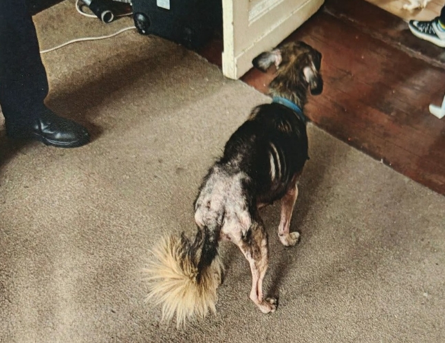 Znęcali się nad psem i kotem. Zwierzęta zostały im zabrane interwencyjnie. Usłyszeli już zarzuty