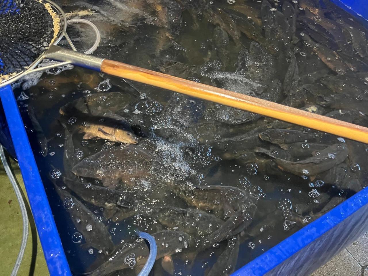 Wielkopolska Policja sprawdza punkty sprzedaży ryb. Szczególnie te, które powstały przed świętami