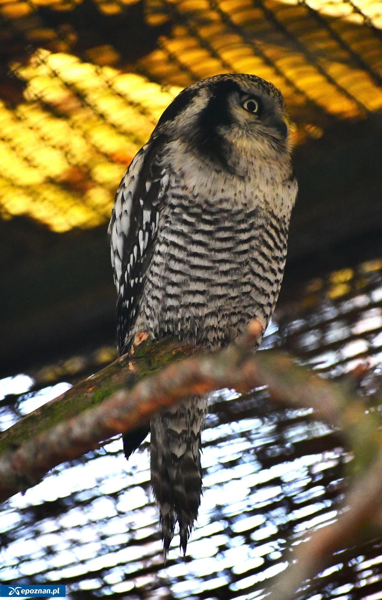 fot. Nowe ZOO w Poznaniu