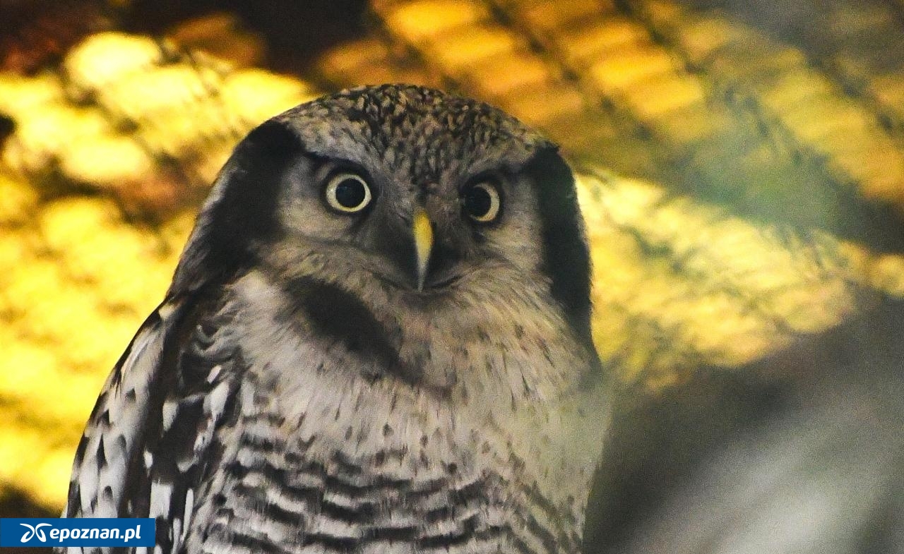 fot. Nowe ZOO w Poznaniu