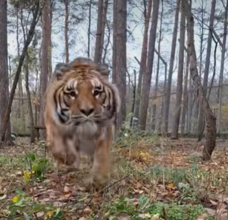 Świąteczny spacer po Ogrodzie Zoologicznym. Nowe Zoo, jak i Stare będą otwarte!