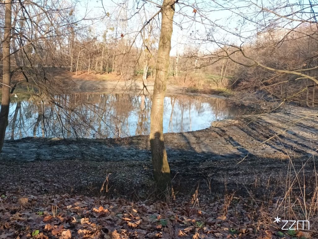 Wysychający staw z poznańskiego parku przeszedł rekultywację. To nie koniec