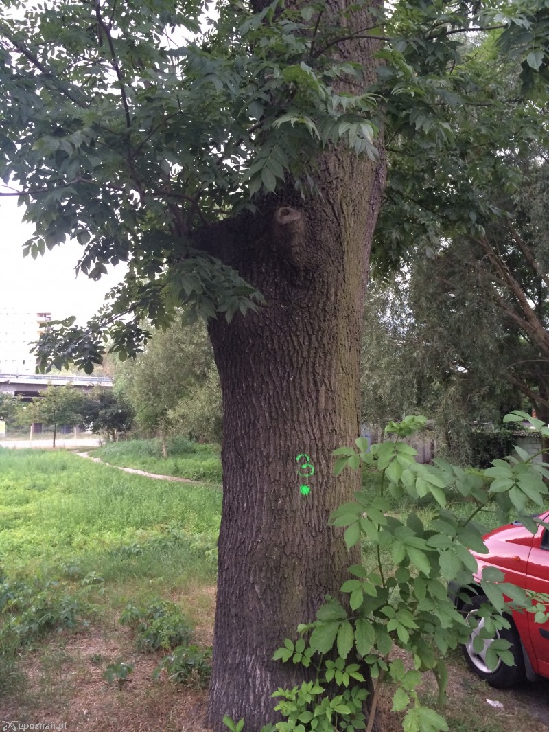 Oznaczone drzewo na ul. Milczańskiej | fot. Grzegorz