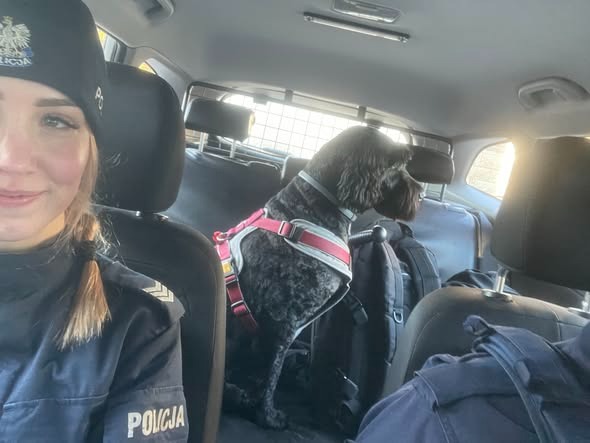 Pies wchodził pod nadjeżdżające samochody. Policjanci uratowali go przed tragedią. Zapłakana właścicielka zgłosiła się po pupila