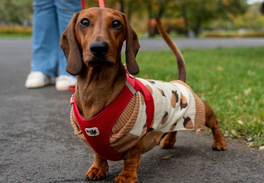 Co ze zwierzętami w Sylwestra? "Właściciele powinni otoczyć je troskliwą opieką"
