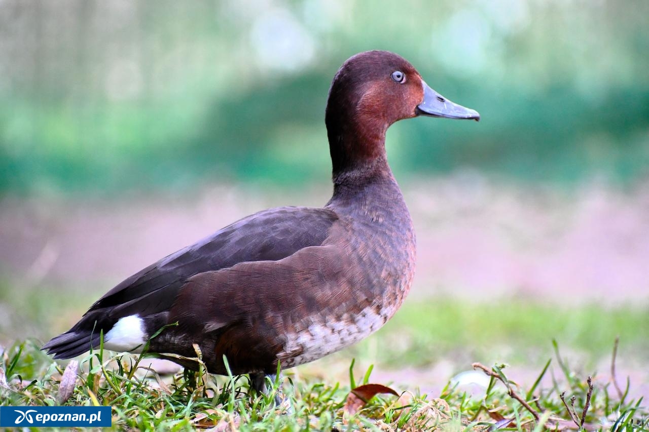 fot. Nowe ZOO w Poznaniu