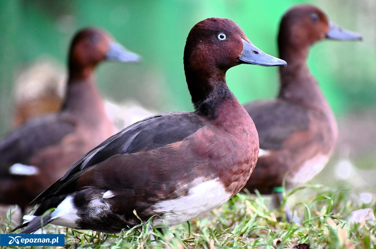 fot. Nowe ZOO w Poznaniu