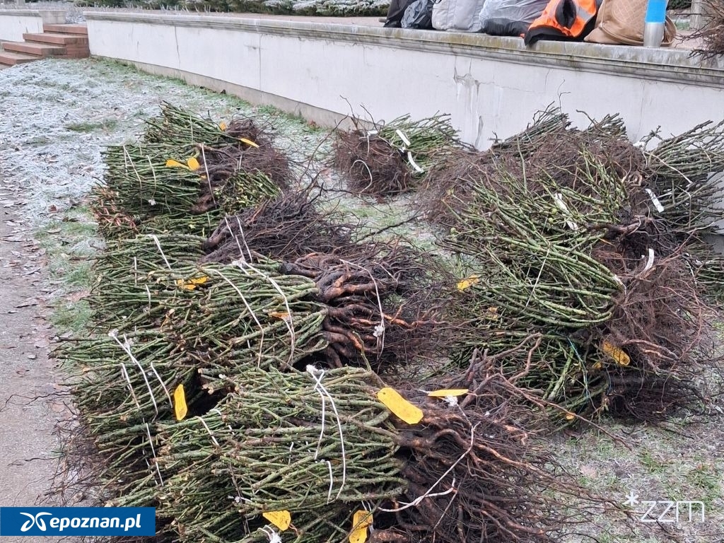 fot. Zarząd Zieleni Miejskiej w Poznaniu